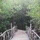 Wooden walk bridge decorated with white rope leading eyes into the green healthy mangrove forest in rainy day but bright sky, beauty nature