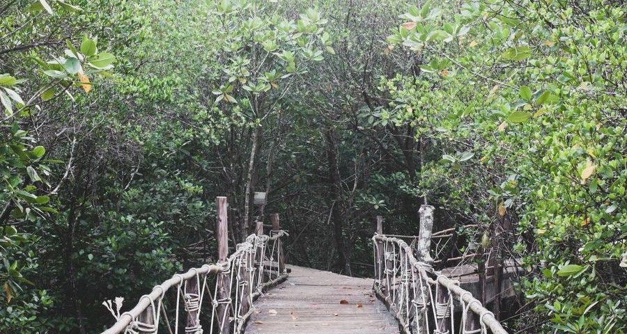 Wooden walk bridge decorated with white rope leading eyes into the green healthy mangrove forest in rainy day but bright sky, beauty nature