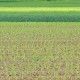 campo