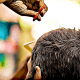 cortar pelo