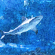 tiburón
