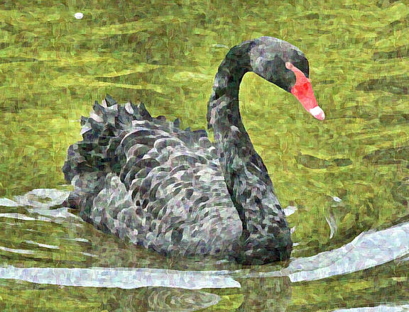 cisne negro