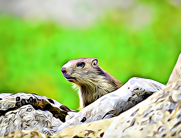 marmota