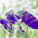 abeja flores agosto
