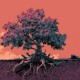 arbol raices