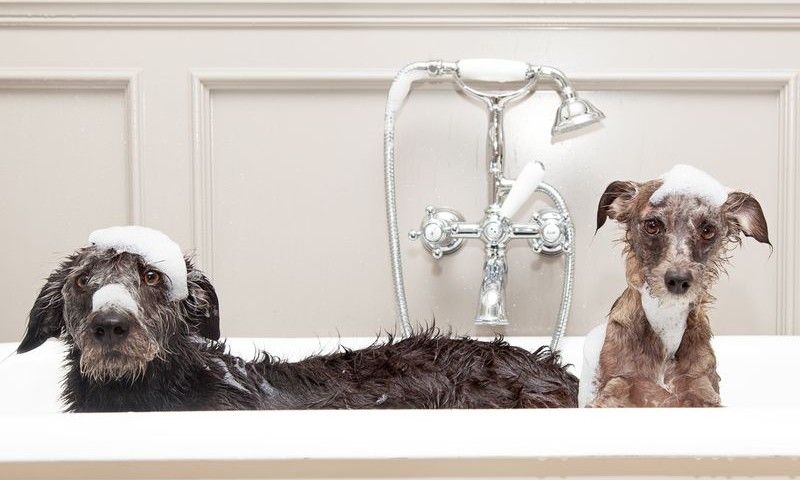 Two different size terrier dogs in tub with unhappy expressions and soap suds on heads.