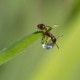 Rote Gartenameise an einem Wassertropfen, Myrmica rubra