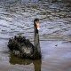 cisne negro
