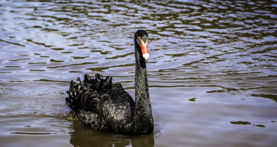 cisne negro