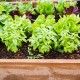 Community gardening in urban community.