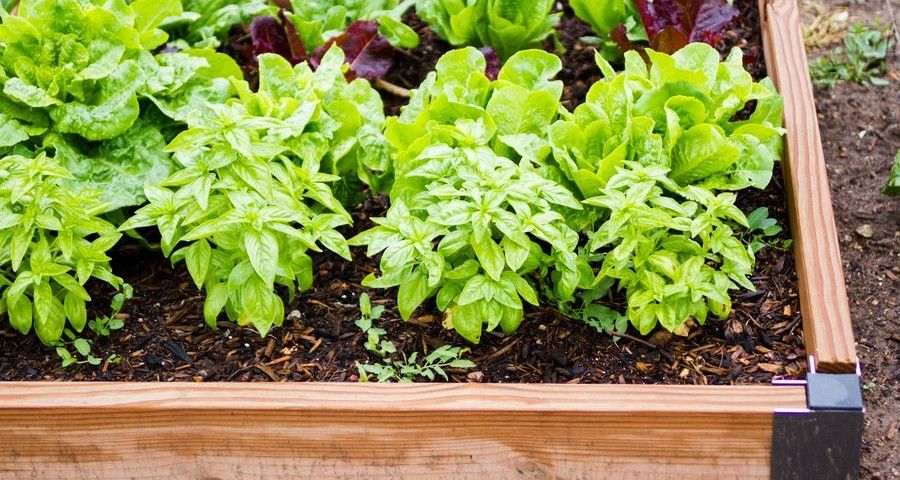 Community gardening in urban community.
