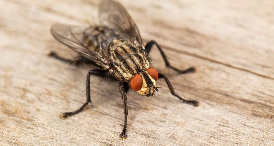 live house fly posing for the camera