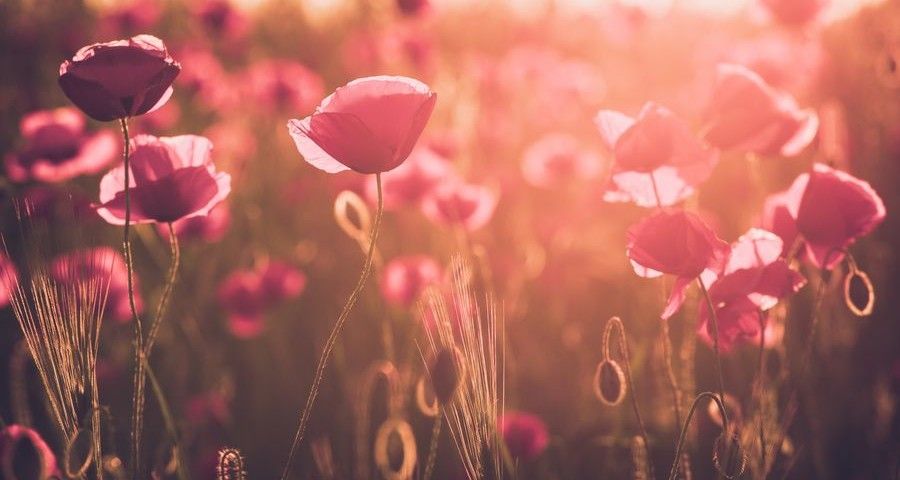 landscape with nice sunset over poppy field