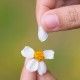 Close up woman hand tears off petals of daisy flower.