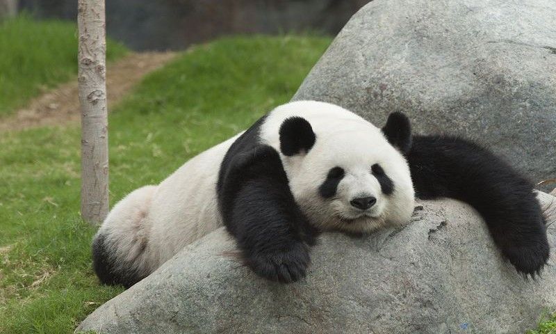 descansar