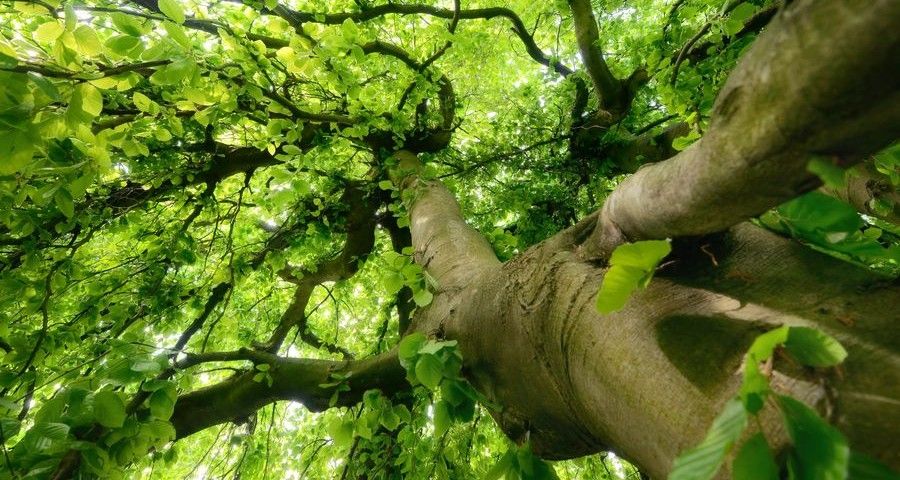 Worms eye view of a beautiful tree trunk and canopy with fresh green spring foliage, soft light