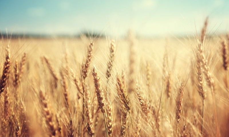 golden wheat field and sunny day