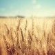 golden wheat field and sunny day