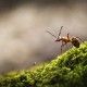 The forest ant runs along the green moss