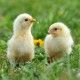 Two young chickens