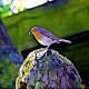 pajaro lombriz