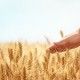 Hand in wheat field