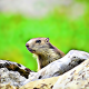marmota