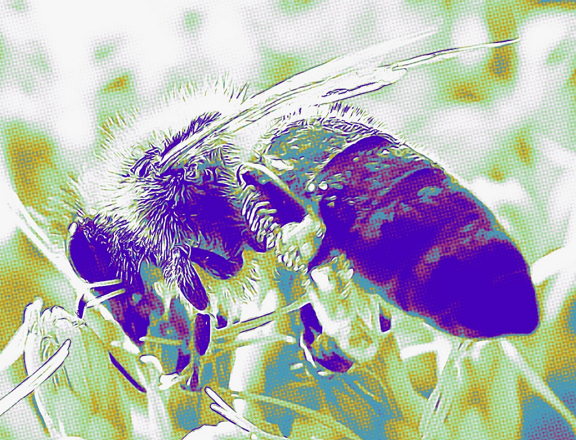 abeja flores agosto